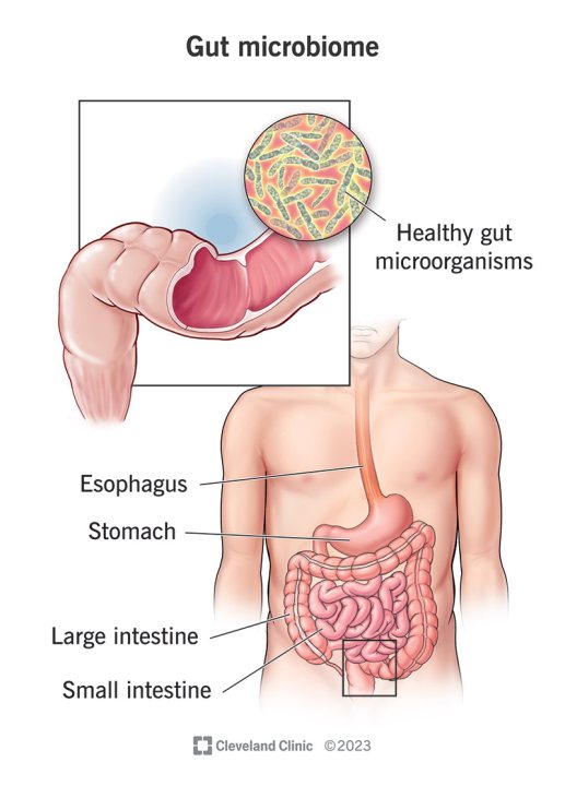 Gut microbiome illustration