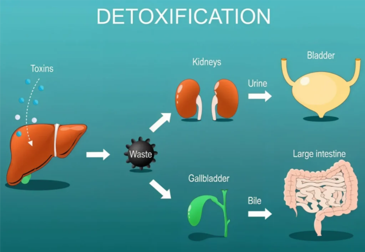 Signs of Liver Detox Working